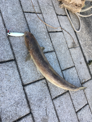 ライトショアジギング