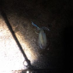 雨上がりの釣行