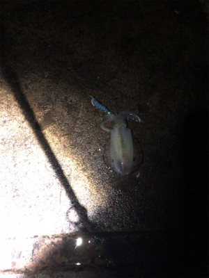 雨上がりの釣行