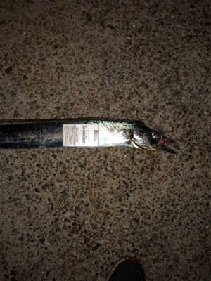 台風後の調査確認!ヨシ!