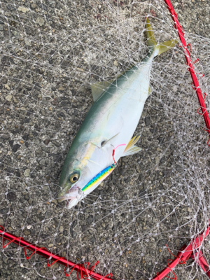 沖堤防でショアジギング