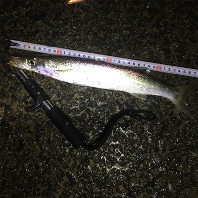 シンペンでデカカマス！