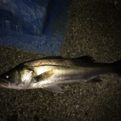 ベイトを追い回すシーバス