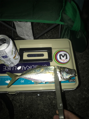 ワインド？アジング？