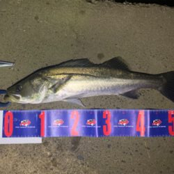 台風明けも入れ食い！！