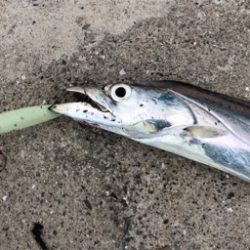 夕まずめ、何とか三目^_^♪