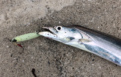 夕まずめ、何とか三目^_^♪