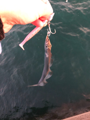 今シーズン1番の冷え込み