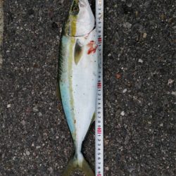 サイズが大きくなってます！