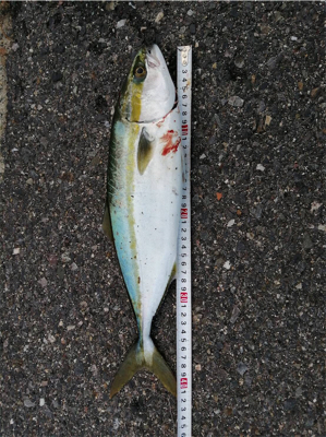 サイズが大きくなってます！