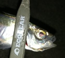 ナイトアジング