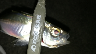 ナイトアジング