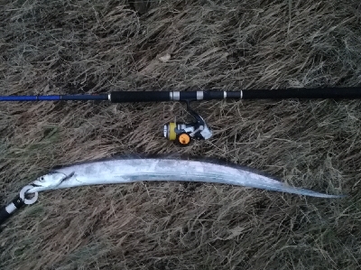 LSJigginger1700〜1745 アジンガー1755〜1900