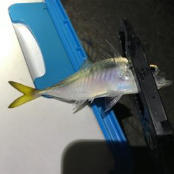 ちょっと大きくなってきた