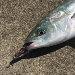 ハマチが釣れました