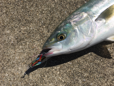 ハマチが釣れました