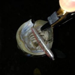 ハーモニカ喰い