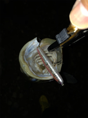 ハーモニカ喰い