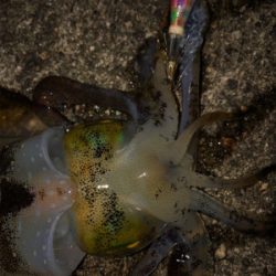 アオリなんとか釣れた