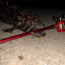 ガチャガチャの釣り竿にて