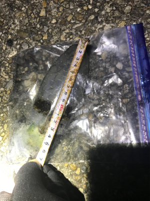 久しぶりのアオリ(^.^)