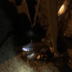 テンヤで良型サバ!?