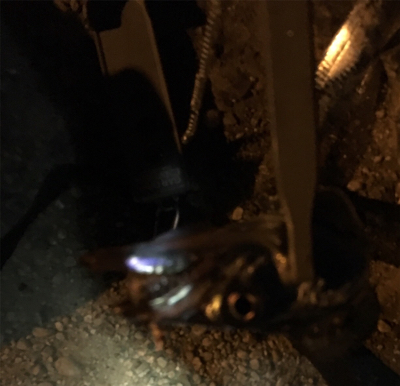 テンヤで良型サバ!?