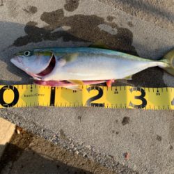 久々のハマチャン