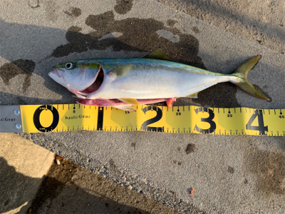 久々のハマチャン