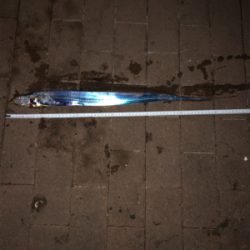 タチウオぱらぱらしかおらず、、、。