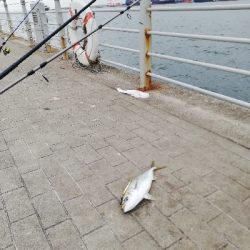 南港ショアジギング