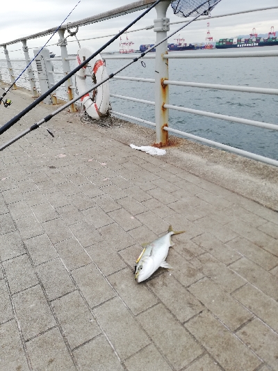 南港ショアジギング