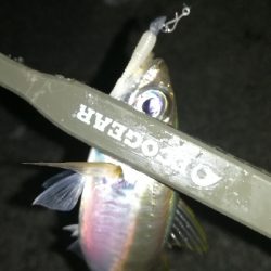 ナイトアジング