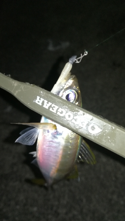 ナイトアジング