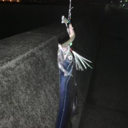 やっとこさタチウオ！！