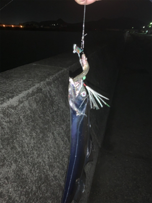 やっとこさタチウオ！！