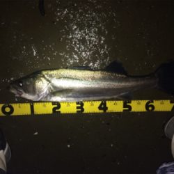 ナイスサイズのファイター