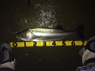 ナイスサイズのファイター