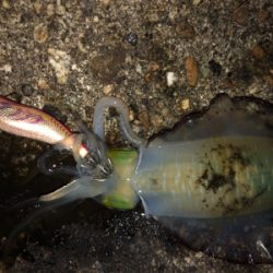 連夜のエギング