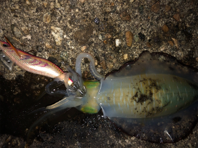 連夜のエギング