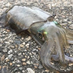 釣行30分で良型アオリ2杯GET *\(^o^)/*