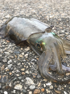 釣行30分で良型アオリ2杯GET *\(^…