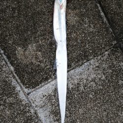 太刀魚リベンジ