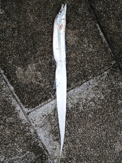 太刀魚リベンジ