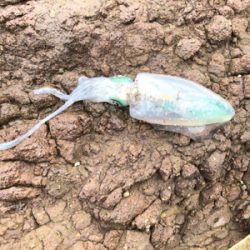 遅生まれってやつかな