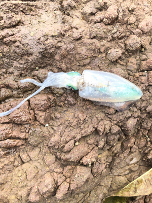 遅生まれってやつかな