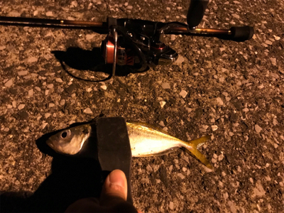 満月アジング…