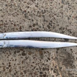 タチウオとアオリイカ