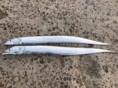 タチウオとアオリイカ