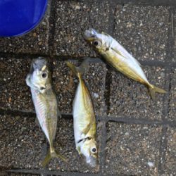 大きなアジが釣れた